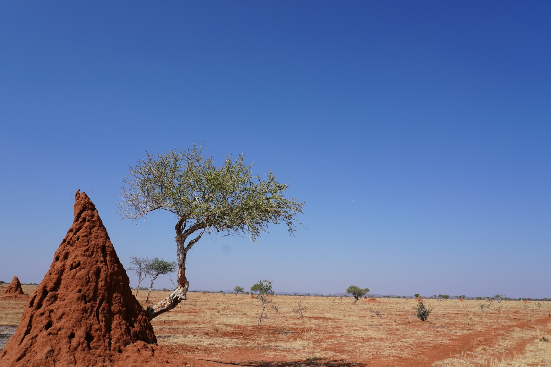 Tree Growing on a Termite Mound