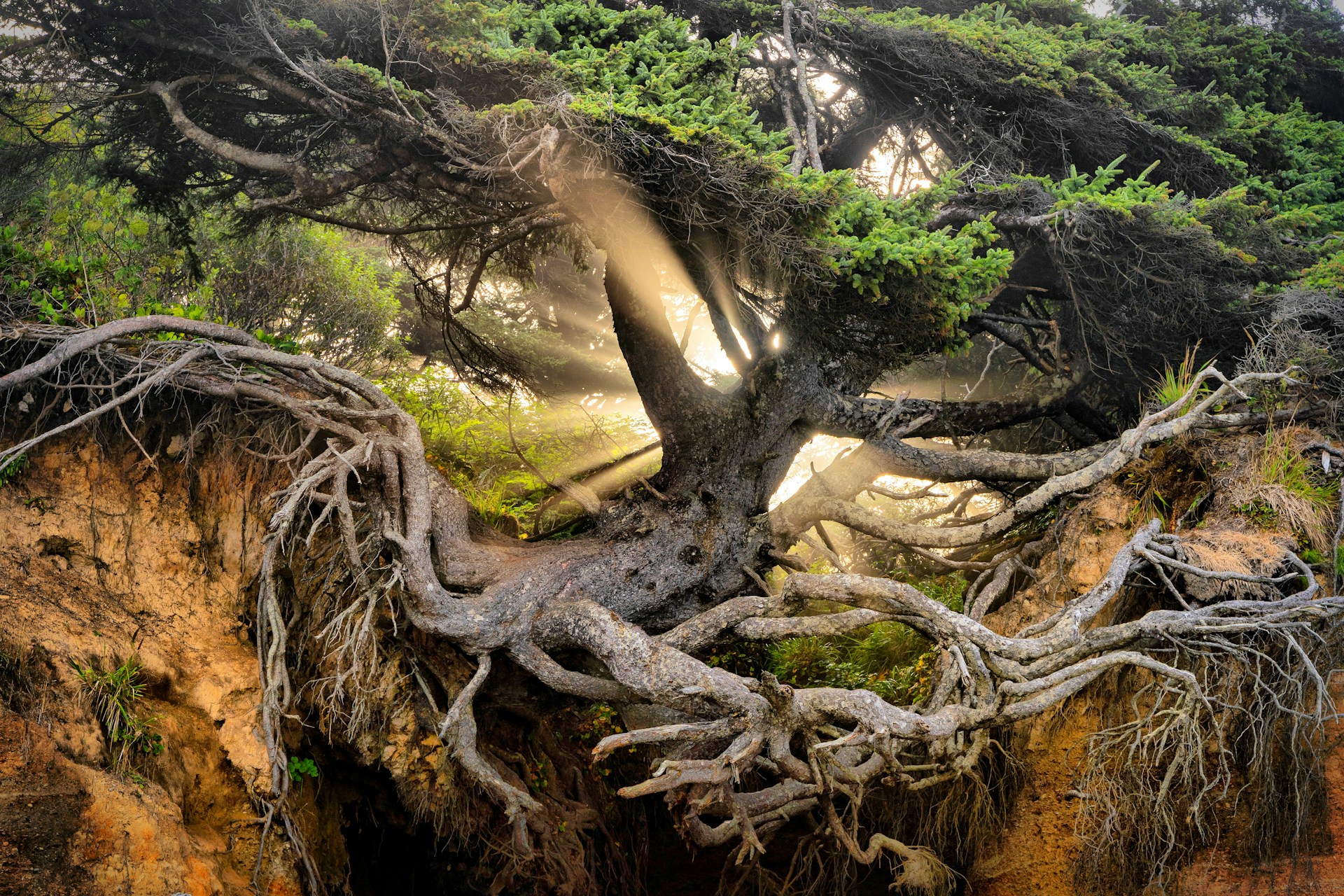 Tree of Life