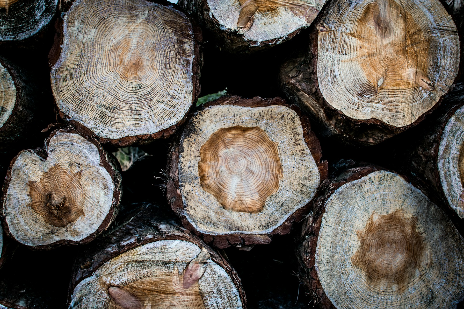 Tree Rings